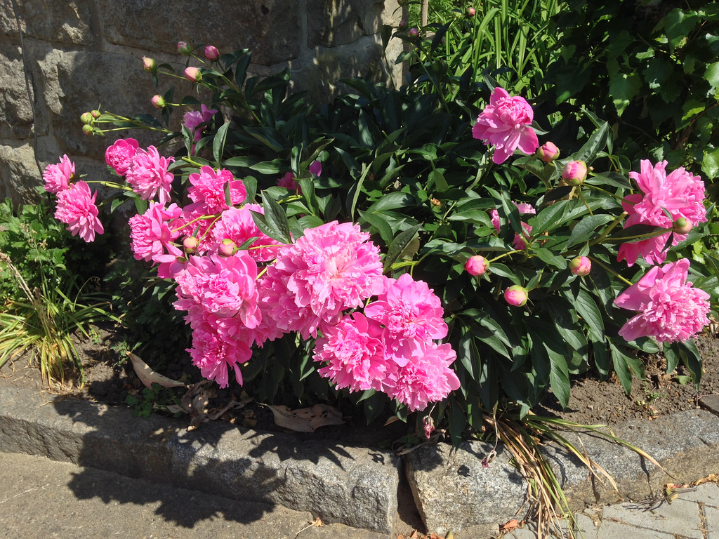 garten blumen 015