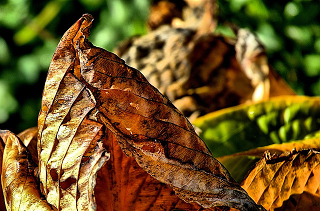 Hosta