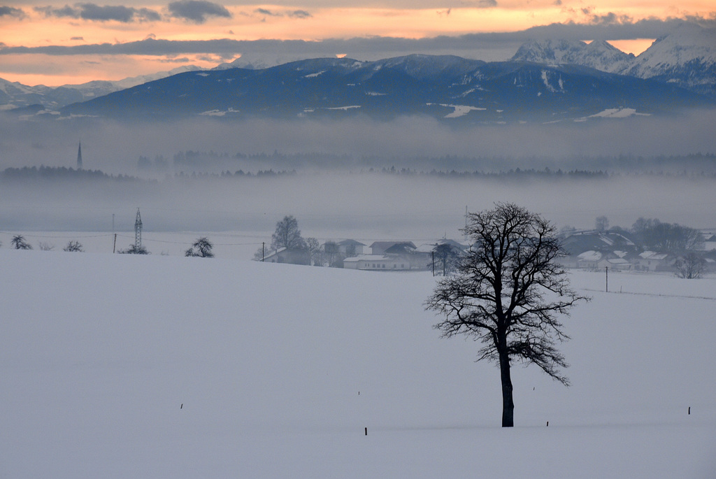 Baum in Winterlandschaft