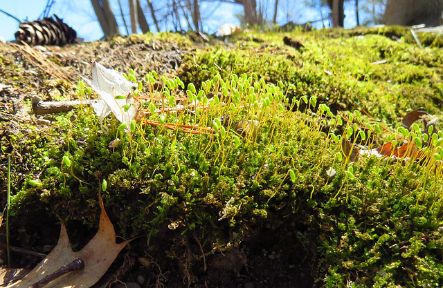 Moss in bloom