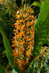 Zoo garden plant