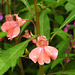 20190826-6903 Impatiens balsamina L.