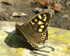 Speckled Wood