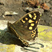 Speckled Wood