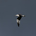 Lesser Black Backed Gull