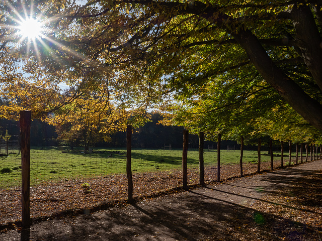 Herbst mit PiP's