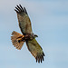 Marsh harrier with its prey