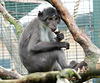 Diana monkey