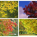 Autumn Impressions 2