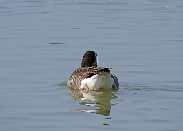 Canada Goose x Greylag Goose