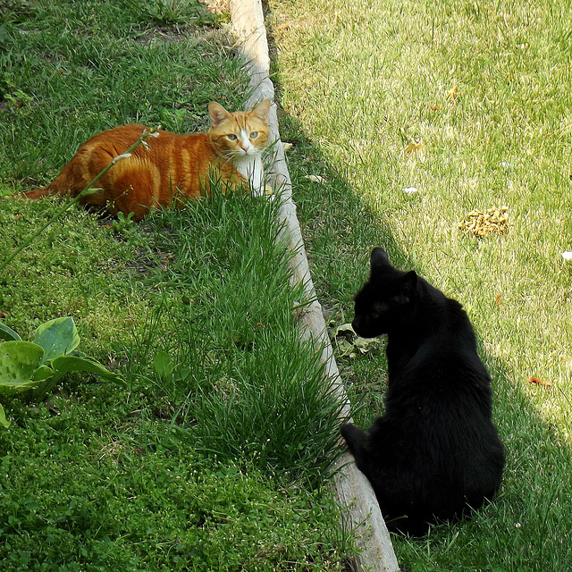 Beanie and Mr. Chubbs