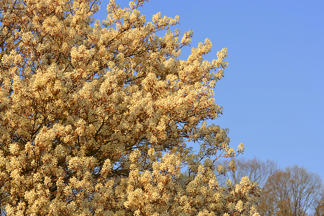 Amelanchier---krentenboompje.......nou boompje?!