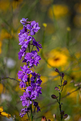 Zoo garden wild plant2