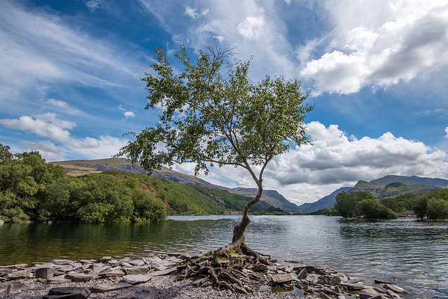 The one tree, Lake Padarn4