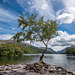 The one tree, Lake Padarn4