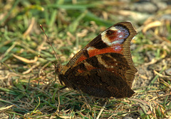 Peacock Butterfly