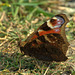 Peacock Butterfly