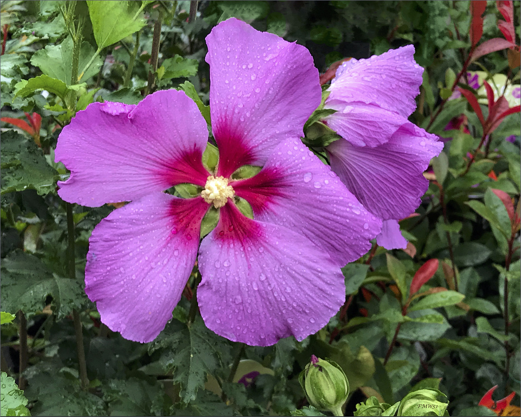 A wet pink beauty