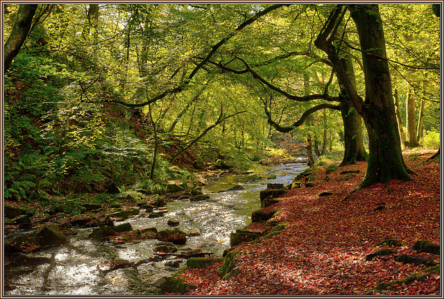 River in the woods