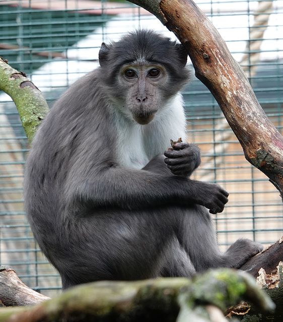 Diana monkey