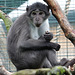 Diana monkey