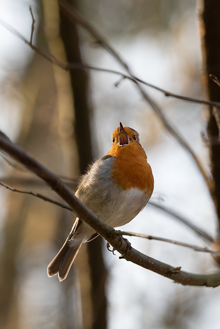 Robin singt