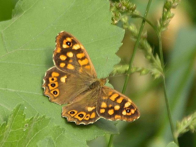 Speckled Wood (Pararge aegeria) DSB 1210