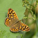Speckled Wood (Pararge aegeria) DSB 1210