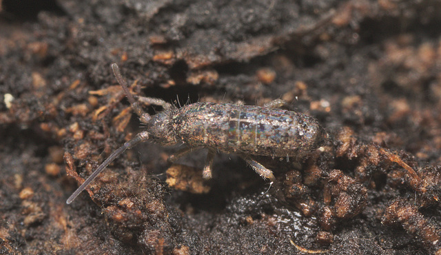 EF7A8870springtail