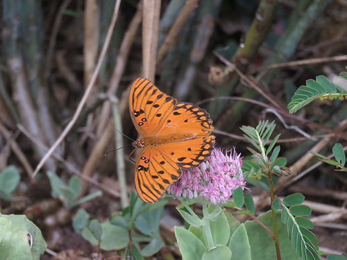 Gulf Fritillary