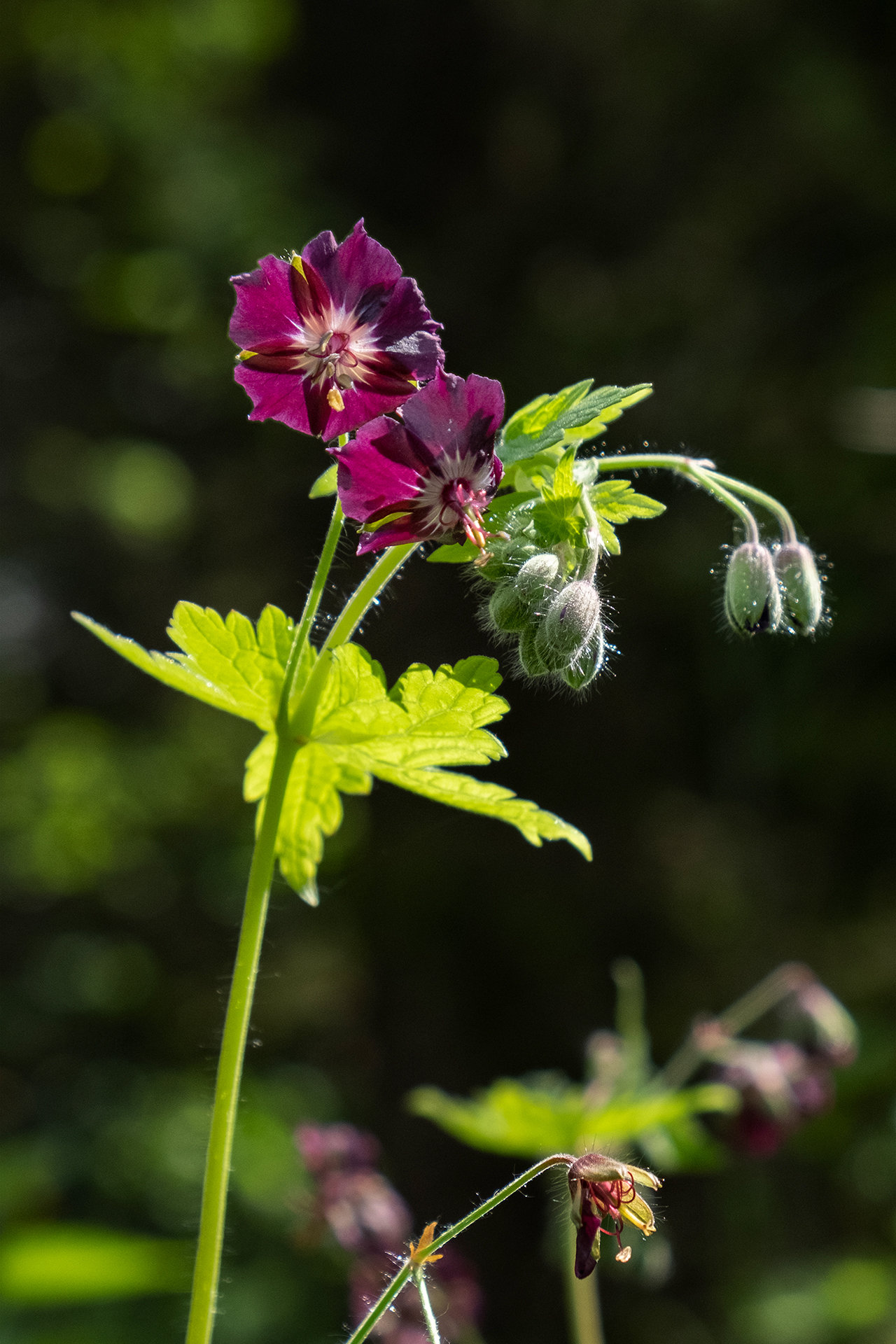 Mourning Widow