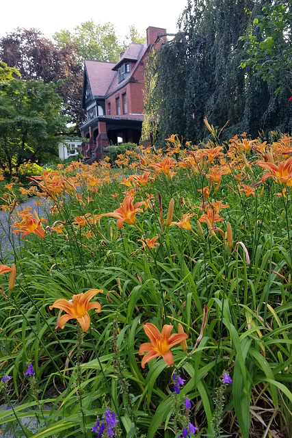 House of the daylilies