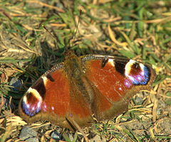 Peacock Butterfly