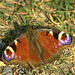 Peacock Butterfly