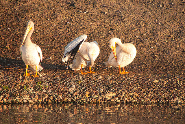 morning ablutions