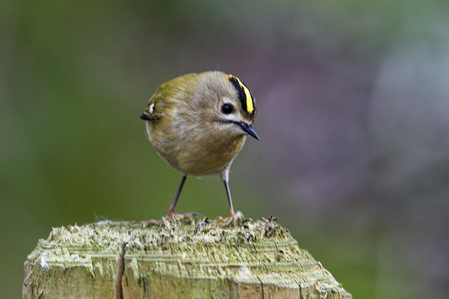 Goldcrest