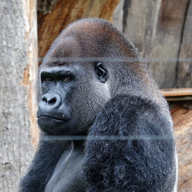 Silverback Gorilla