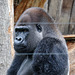 Silverback Gorilla