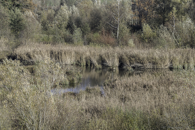 im Naturschutzgebiet beim Flughafen Zürich-Kloten (© Buelipix)