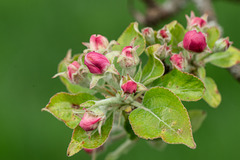Birnenbaum in Blüte