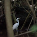 Aigrette neigeuse (Copier)