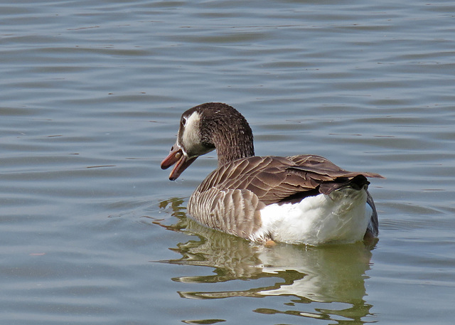 Canada Goose x Greylag Goose