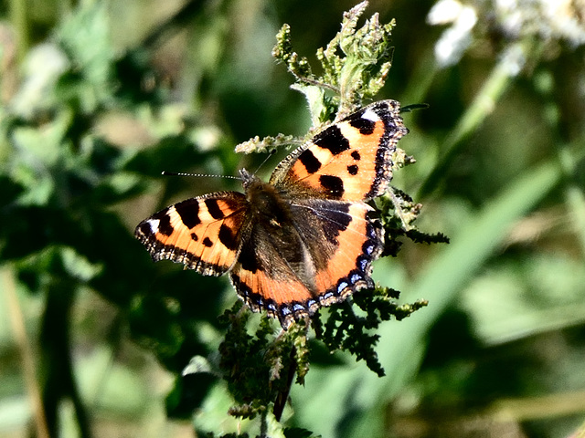 Small Tortoiseshell f (Aglais urticae) DSB 0525