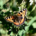 Small Tortoiseshell f (Aglais urticae) DSB 0525