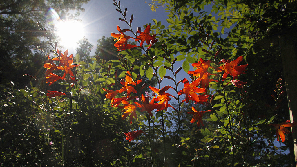 Crocosmia