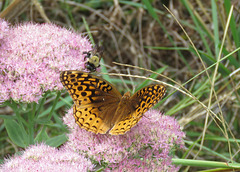 Great Spangled Fritillary