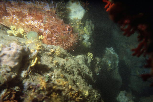 Stone Fish in Corfu