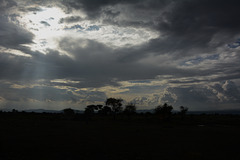 Evening in the Savannah