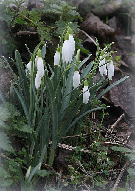 Première perce-neige