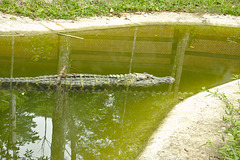 Crocodile IMG_2532